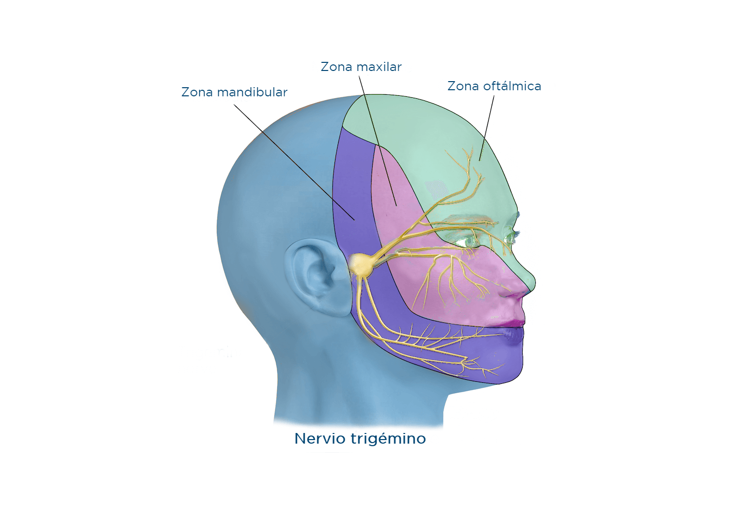 En qué consiste el neuroestimulador del facial? Instituto Maxilofacial