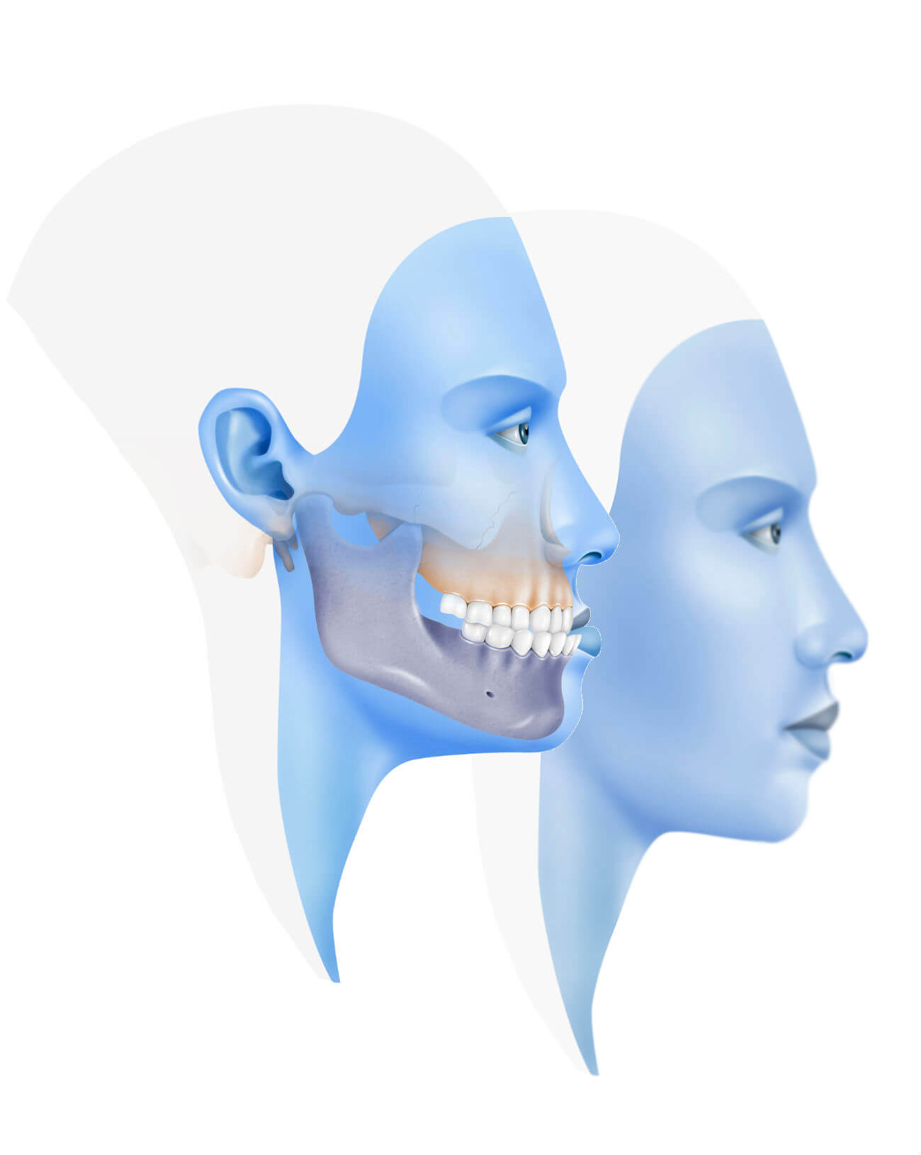 Masticar Morder Cara Maxilar Facial Boca De La Mandíbula