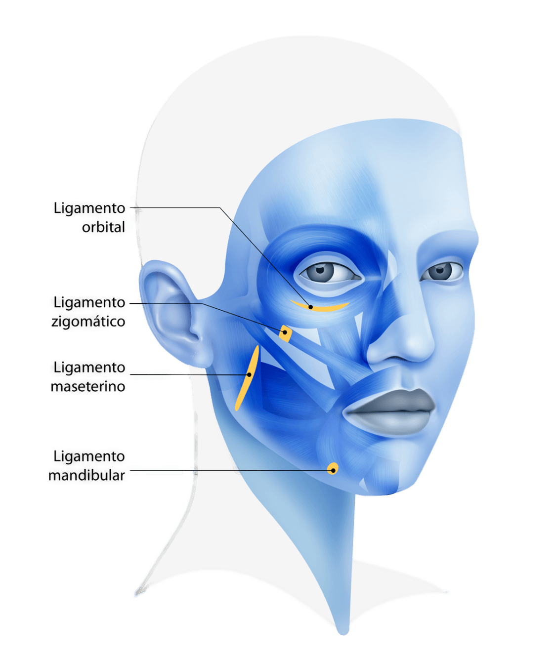 FaceTite o Lifting Facial no quirúrgico » Clínica Kam